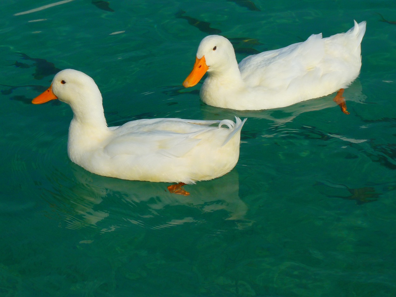 ¿Cómo se llama el pato blanco?