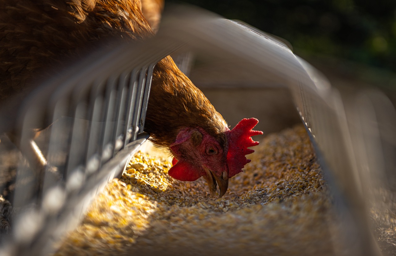 ¿Cuántas gallinas se pueden tener en un corral domestico?