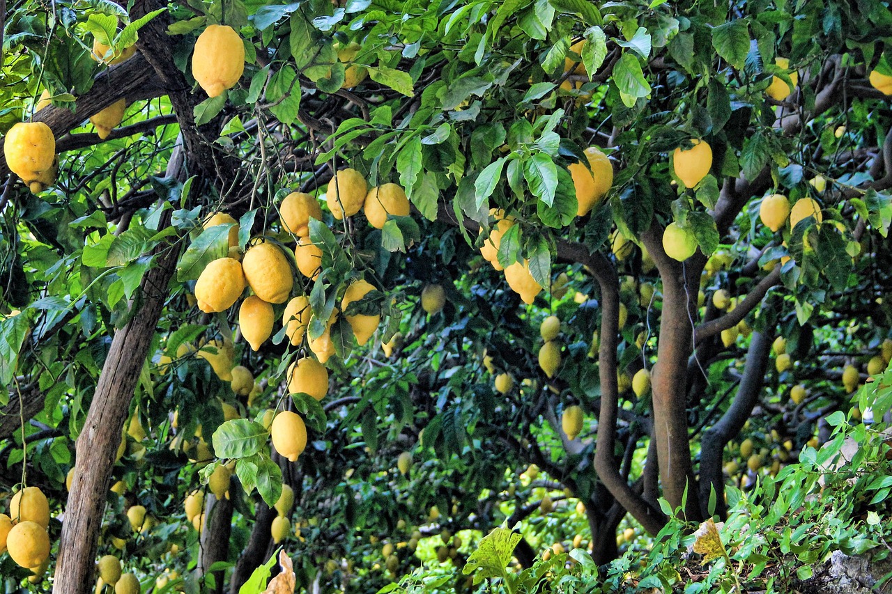 ¿Cuántos años tiene que tener un limonero para dar limones?