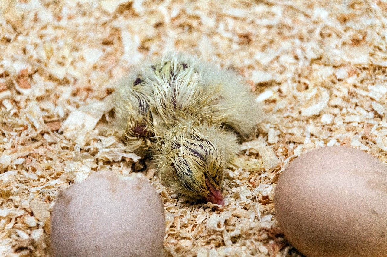 ¿Cómo funciona una incubadora de huevos?