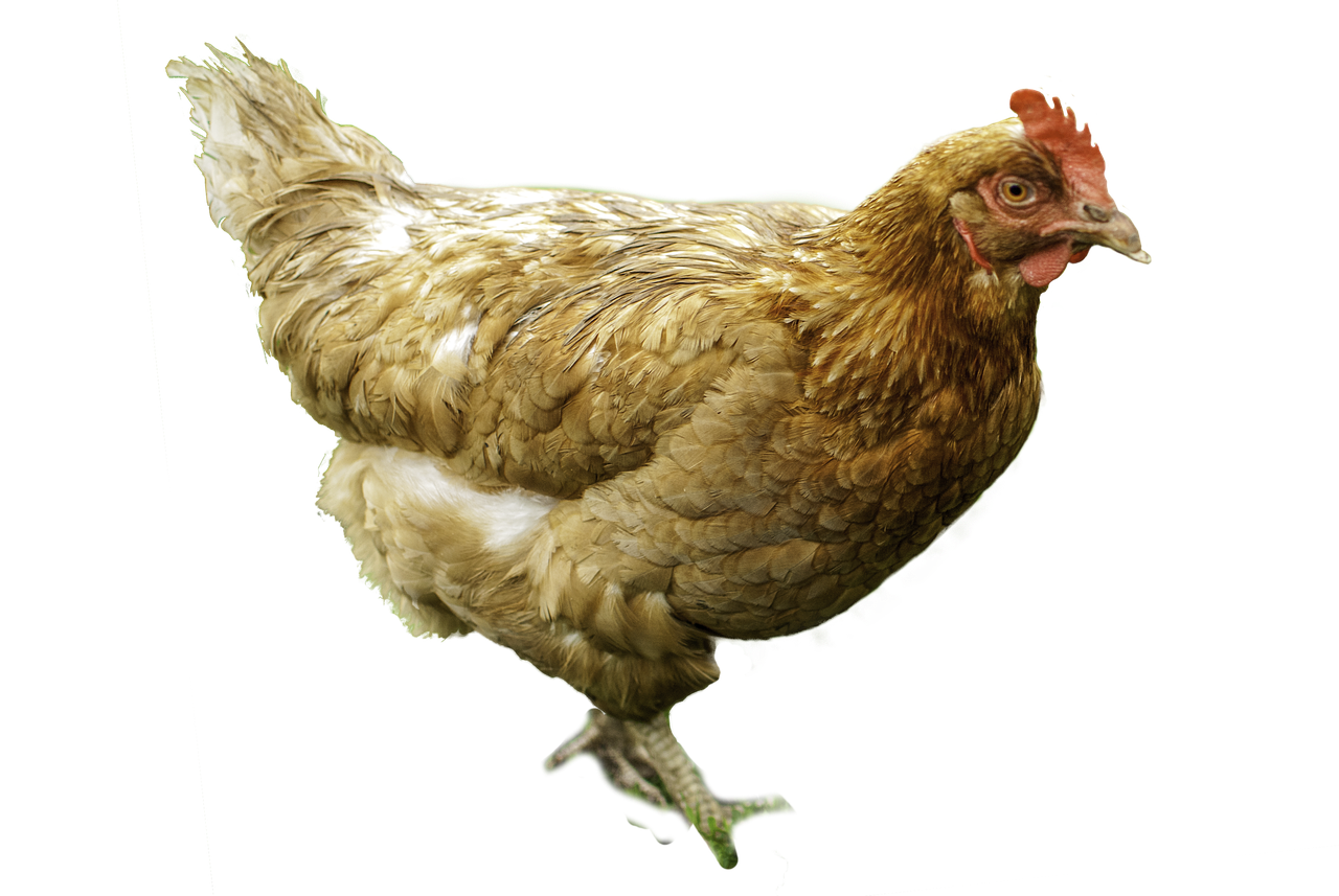 ¿Qué comen los pollos ecológicos?