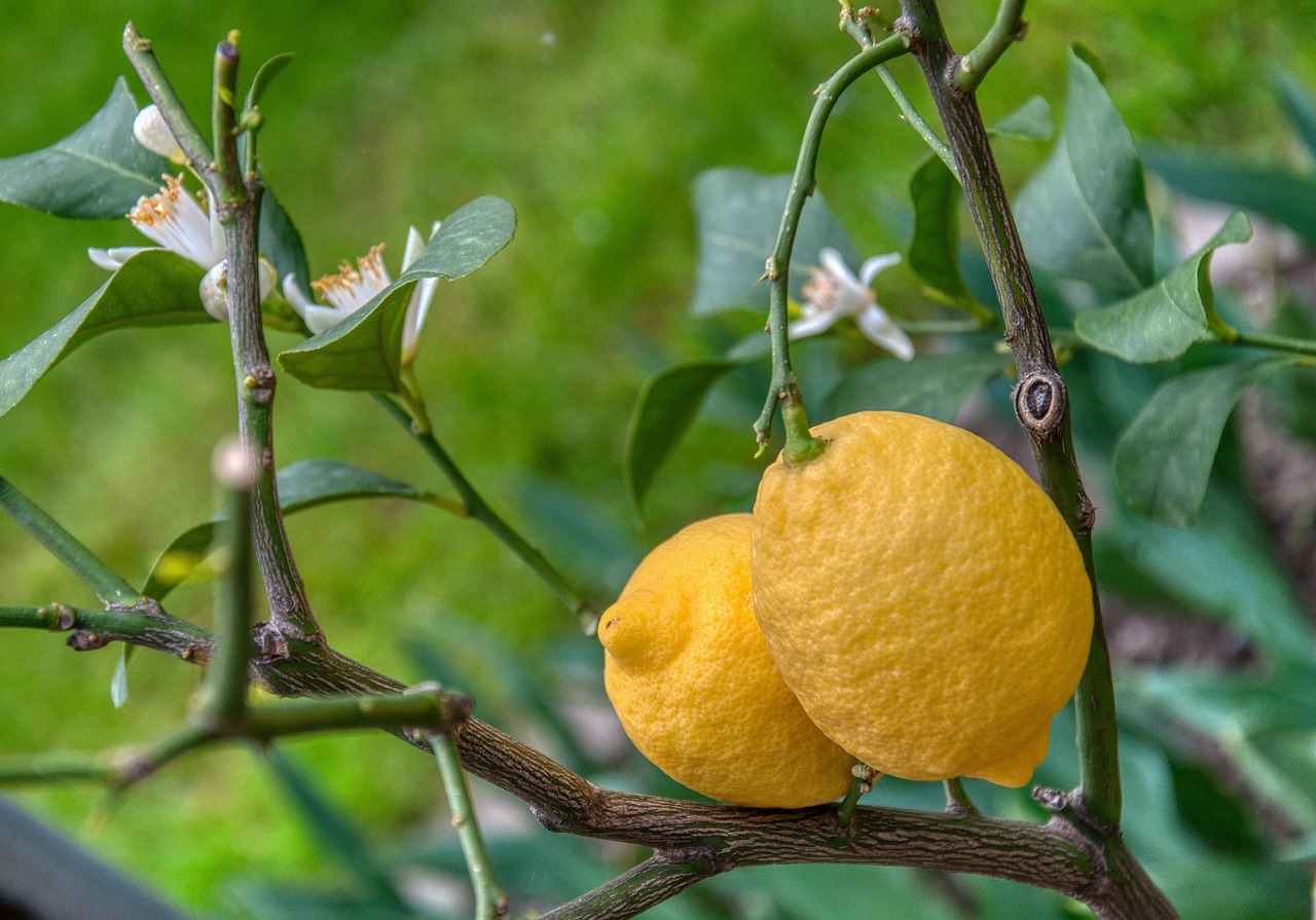 ¿Cómo se cuida el limonero 4 estaciones?