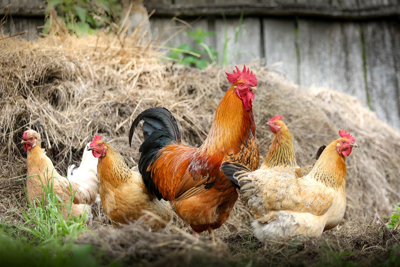 ¿Cómo criar gallinas saludables?